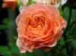 F IMG_4687 Rose orange (1).JPG